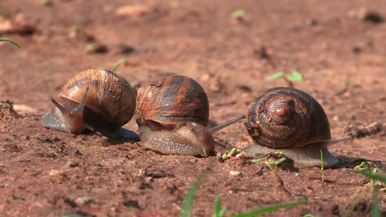 蜗牛爬行视频素材