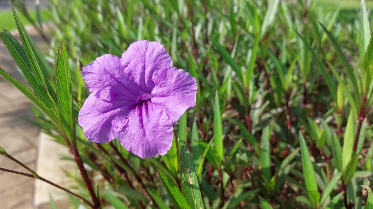 一个自然镜头的Ruellia simplplex紫色的花朵在花园里摇摆在风和早晨的阳光视频素材