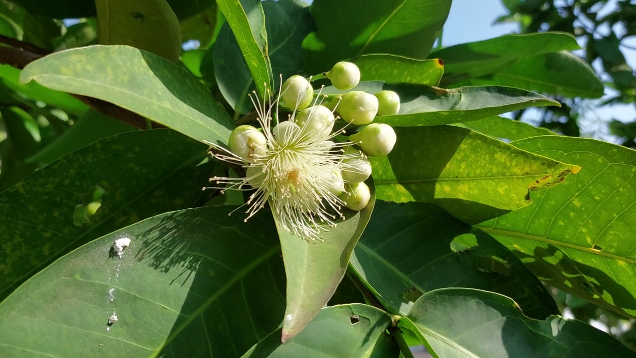 黄水苹果花挂在树枝和绿叶上，一幅自然的画面视频素材