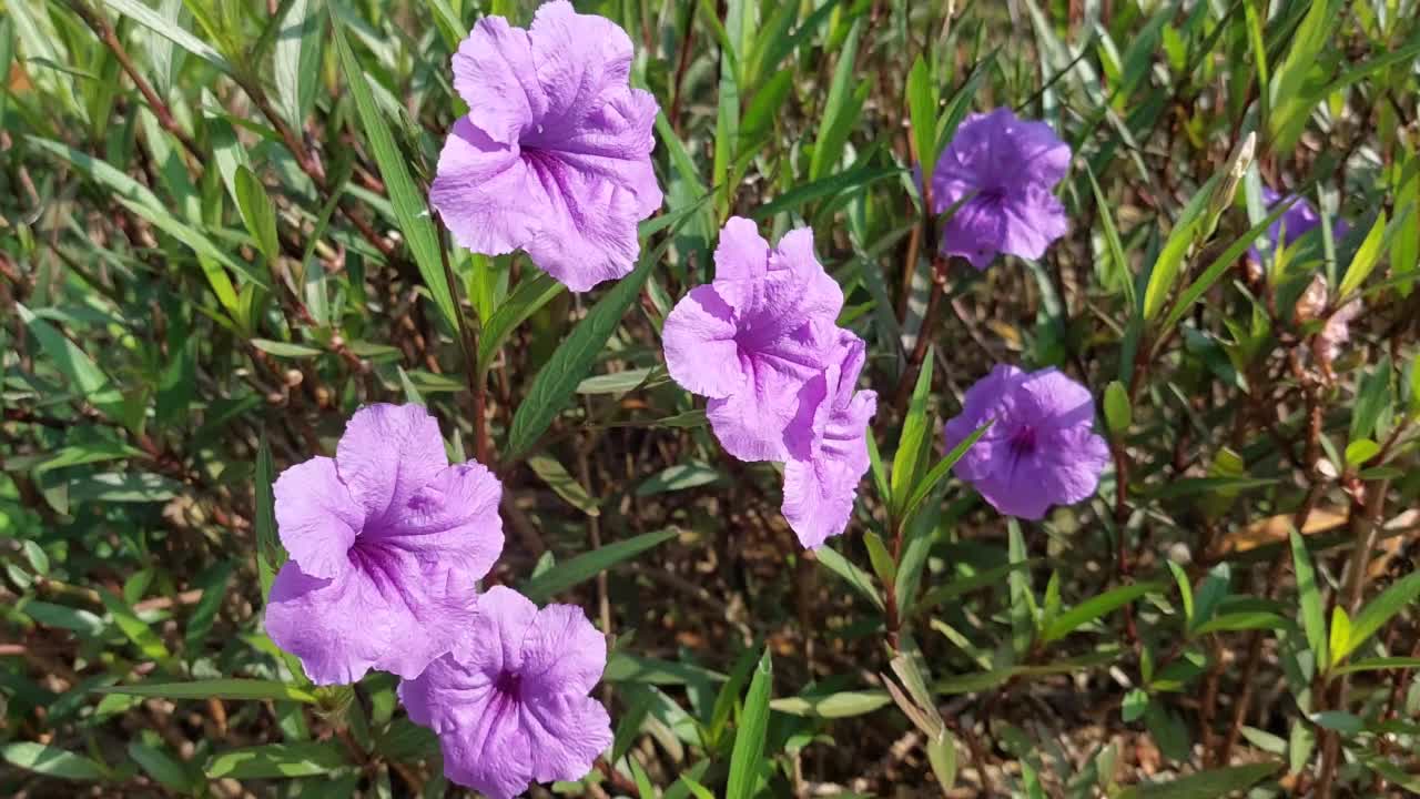 一个自然镜头的Ruellia simplplex紫色的花朵在花园里摇摆在风和早晨的阳光视频素材