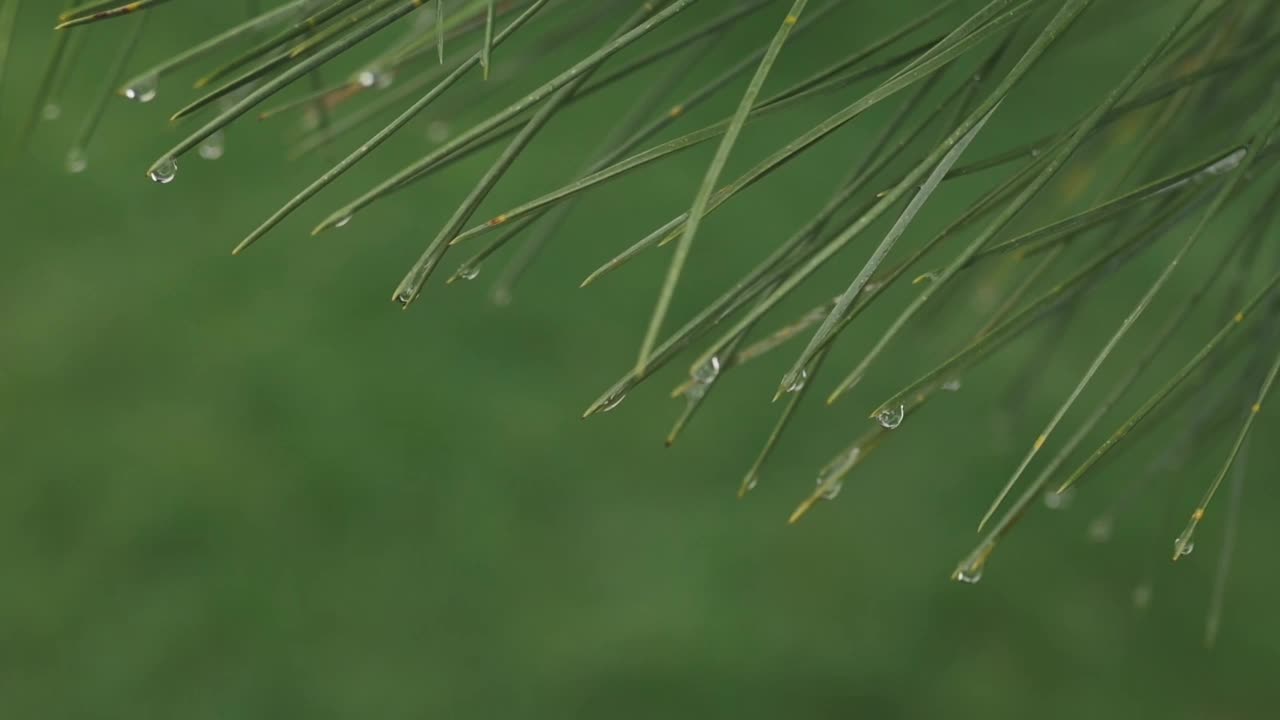 雨点落在森林里松枝的绿针上。常青树，杉树枝头上的淡水珠，自然背景，生态理念慢动作的选择重点视频素材