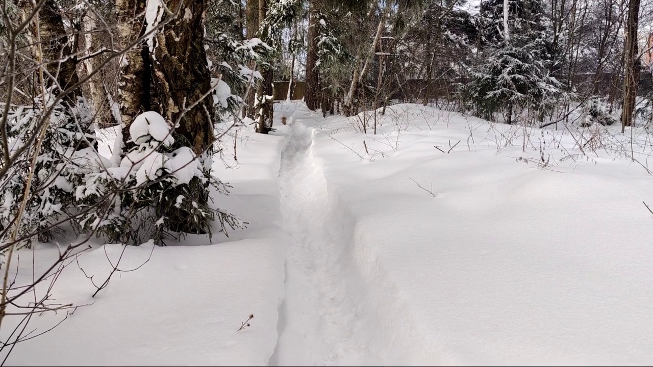 一只杏色狮子狗站在门口，在命令下，沿着深雪的小路向主人跑去视频素材