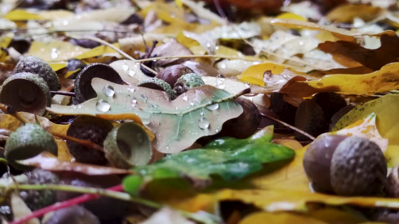 水坑里的秋叶。雨滴落在黄橡树和枫叶的水坑里视频素材