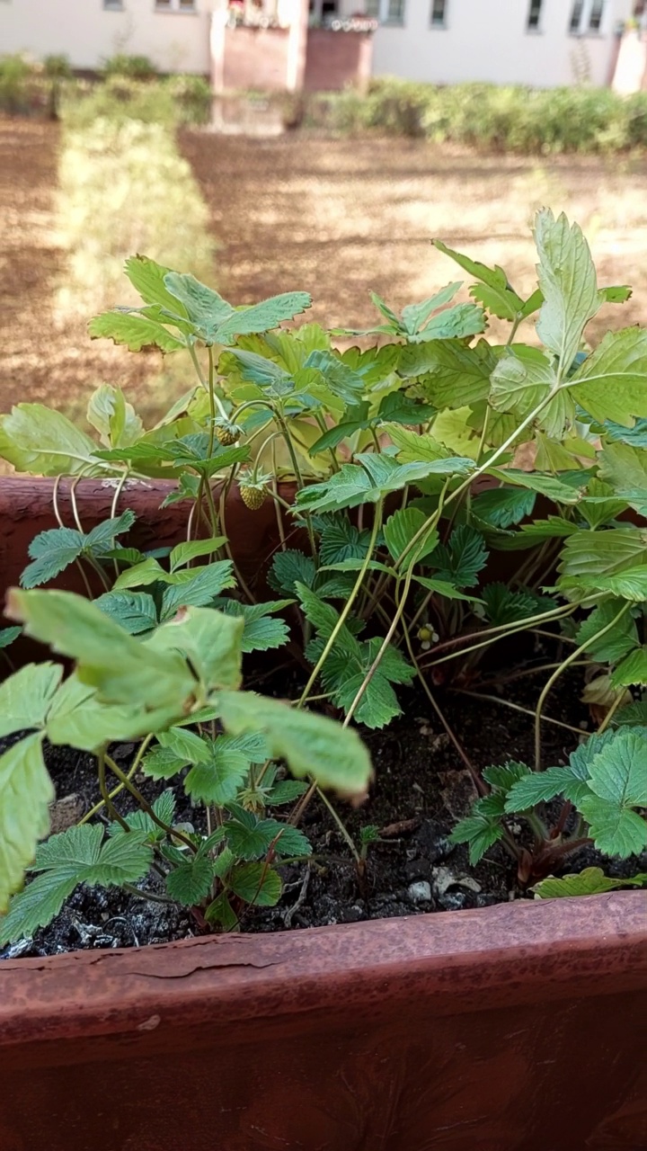 阳台上草莓幼苗的垂直视频视频素材