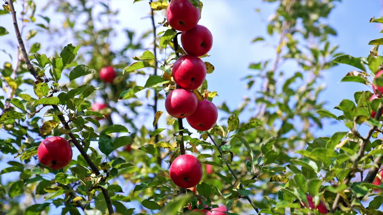 树上长着漂亮的红熟苹果。收获季节的苹果园，阳光灿烂的日子。蓝色的天空背景。视频素材