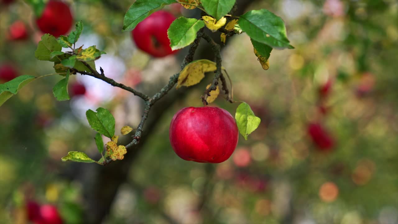 美味成熟的红苹果挂在树枝上。关闭了。农田的收获季节。模糊的背景。视频素材