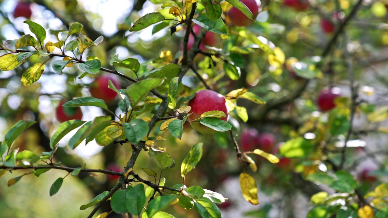 秋天是苹果园收获的季节。树上结满了美味成熟的果实，等待采摘。失去了。视频素材