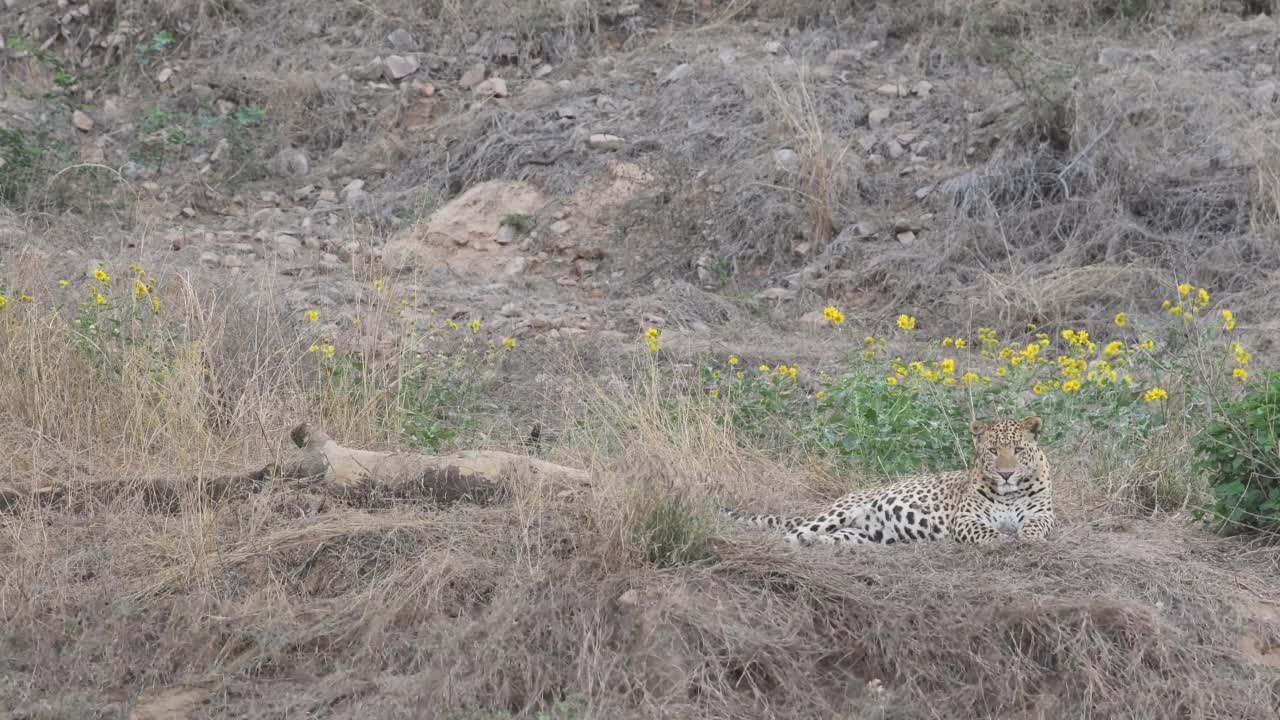 全镜头的panthera pardus fusca或印度野生雄性豹或黑豹休息与目光接触和自然黄色的花盛开的背景狩猎贾哈拉纳豹保护区印度拉贾斯坦邦斋浦尔视频素材