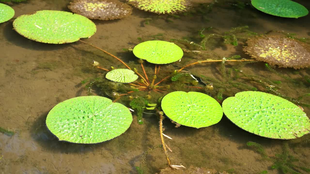 长着大叶子的巨型亚马逊鲈鱼视频素材