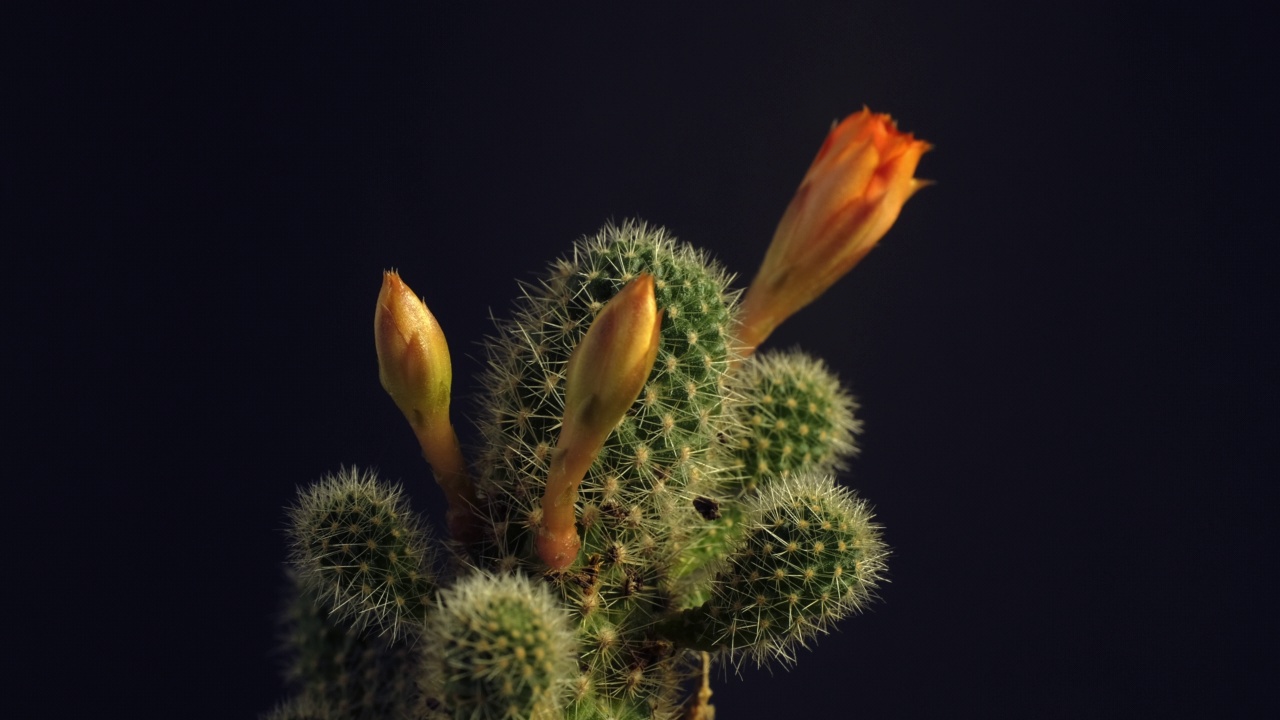 仙人掌花开花时间流逝。视频素材