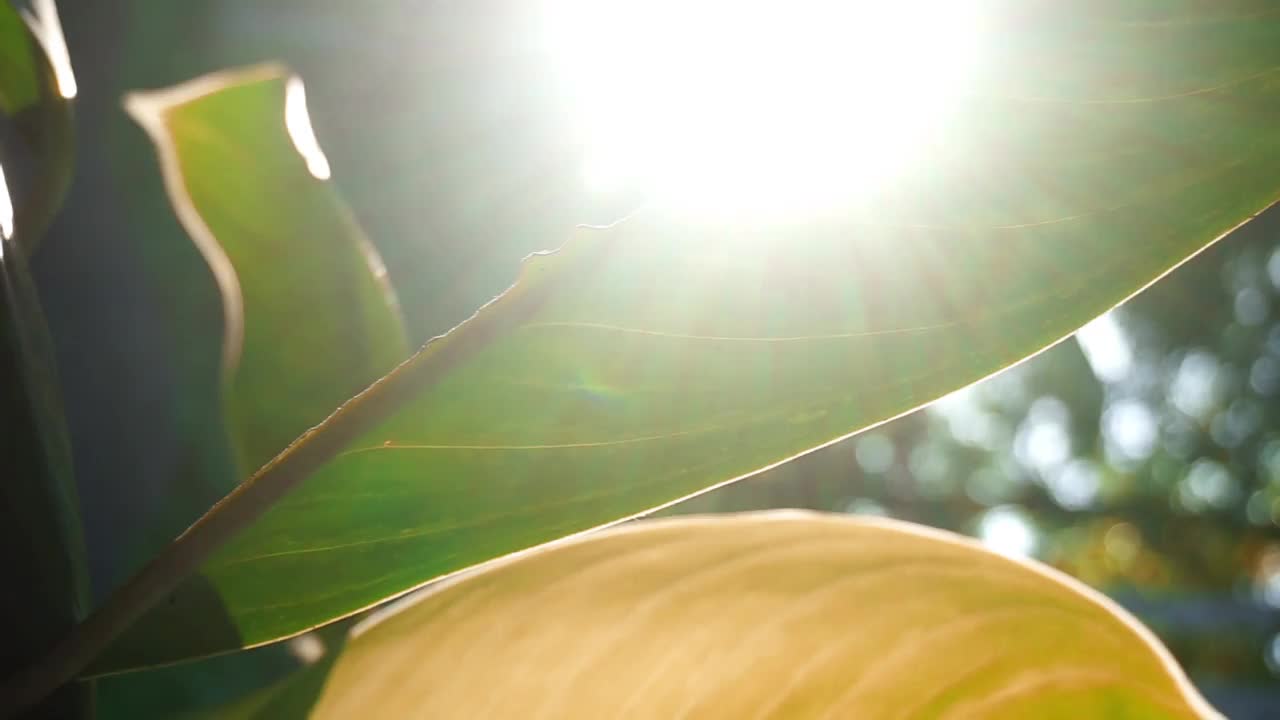 印度尼西亚植物的股票镜头被近距离拍摄视频素材