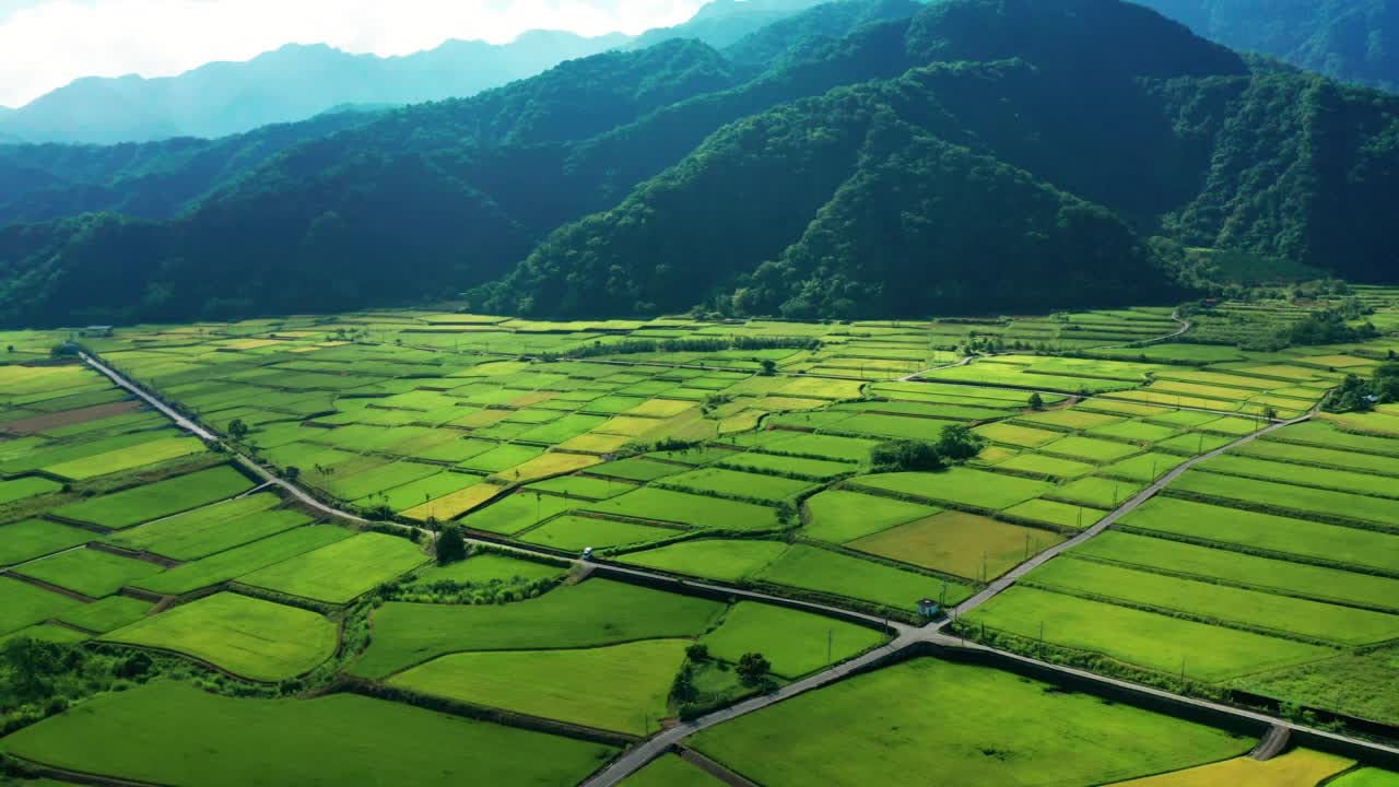 台湾花莲绿色稻田的鸟瞰图视频素材