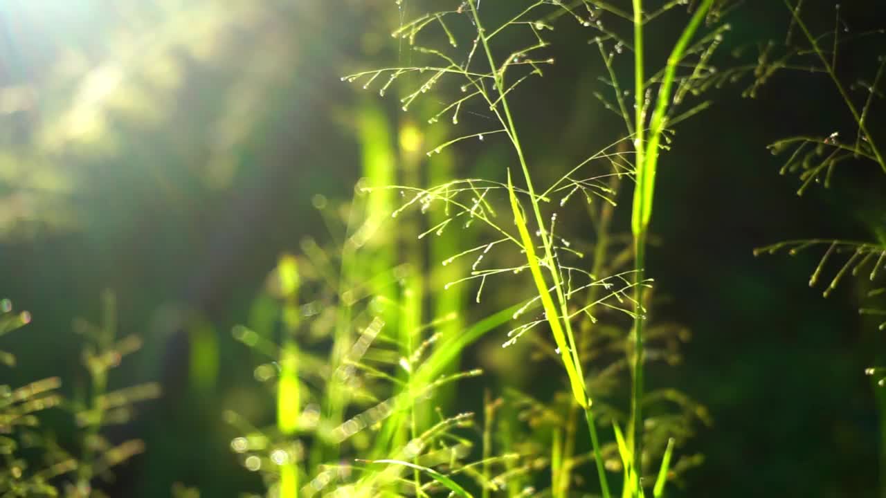 印度尼西亚植物的股票镜头被近距离拍摄视频素材