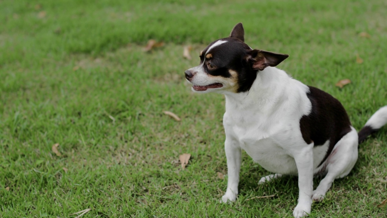 吉娃娃犬视频素材