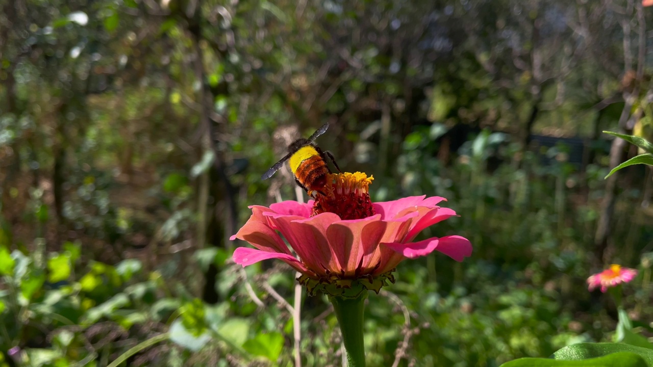 蜜蜂为花朵授粉视频素材