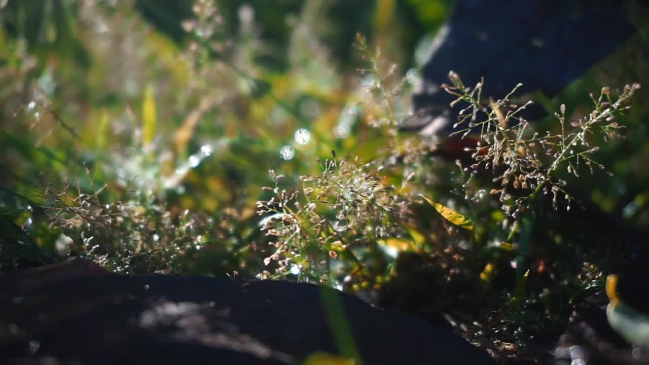 印度尼西亚植物的股票镜头被近距离拍摄视频素材