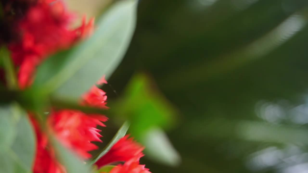 植物和花朵的库存镜头，完美的背景视频素材