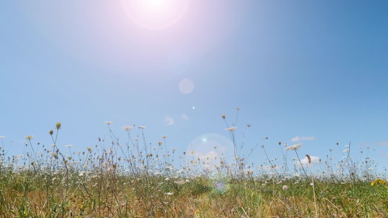 美丽的草地和蓝色的天空背景视频素材