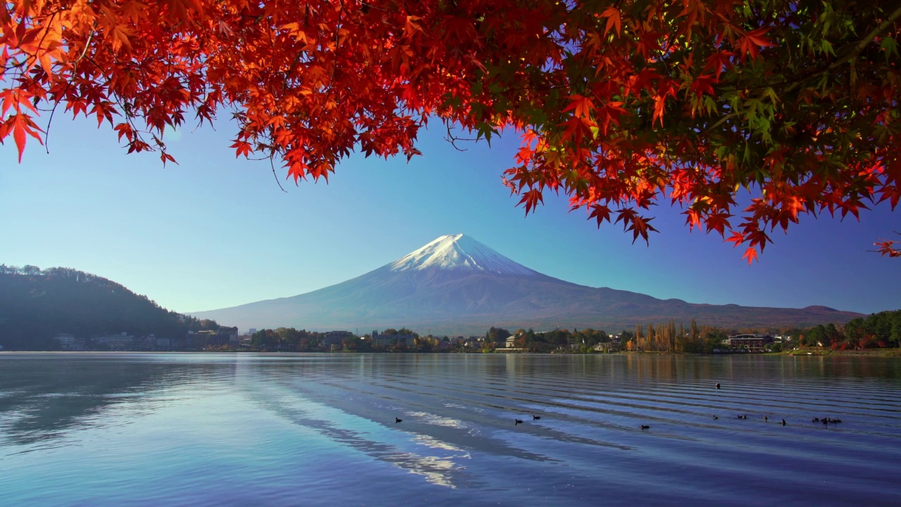 日本川口口湖的富士山，秋天有红枫视频素材