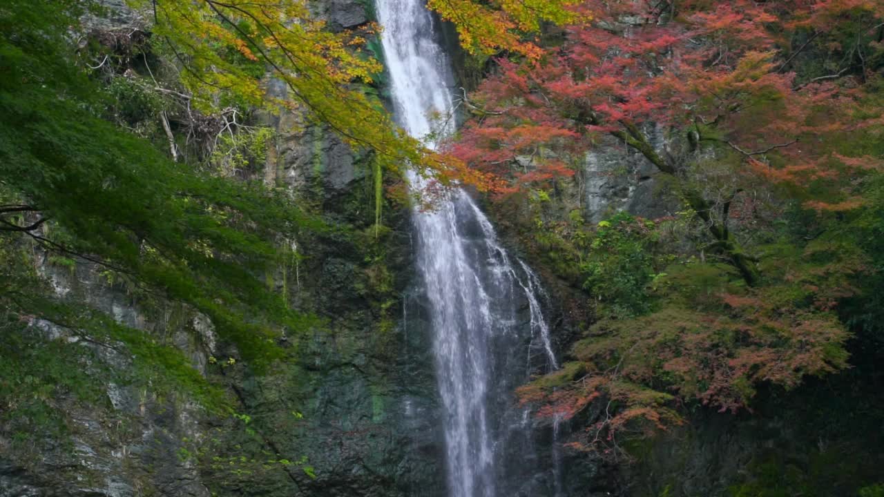 秋天，日本大阪，用红色枫叶拍摄的Minoo瀑布慢动作视频素材