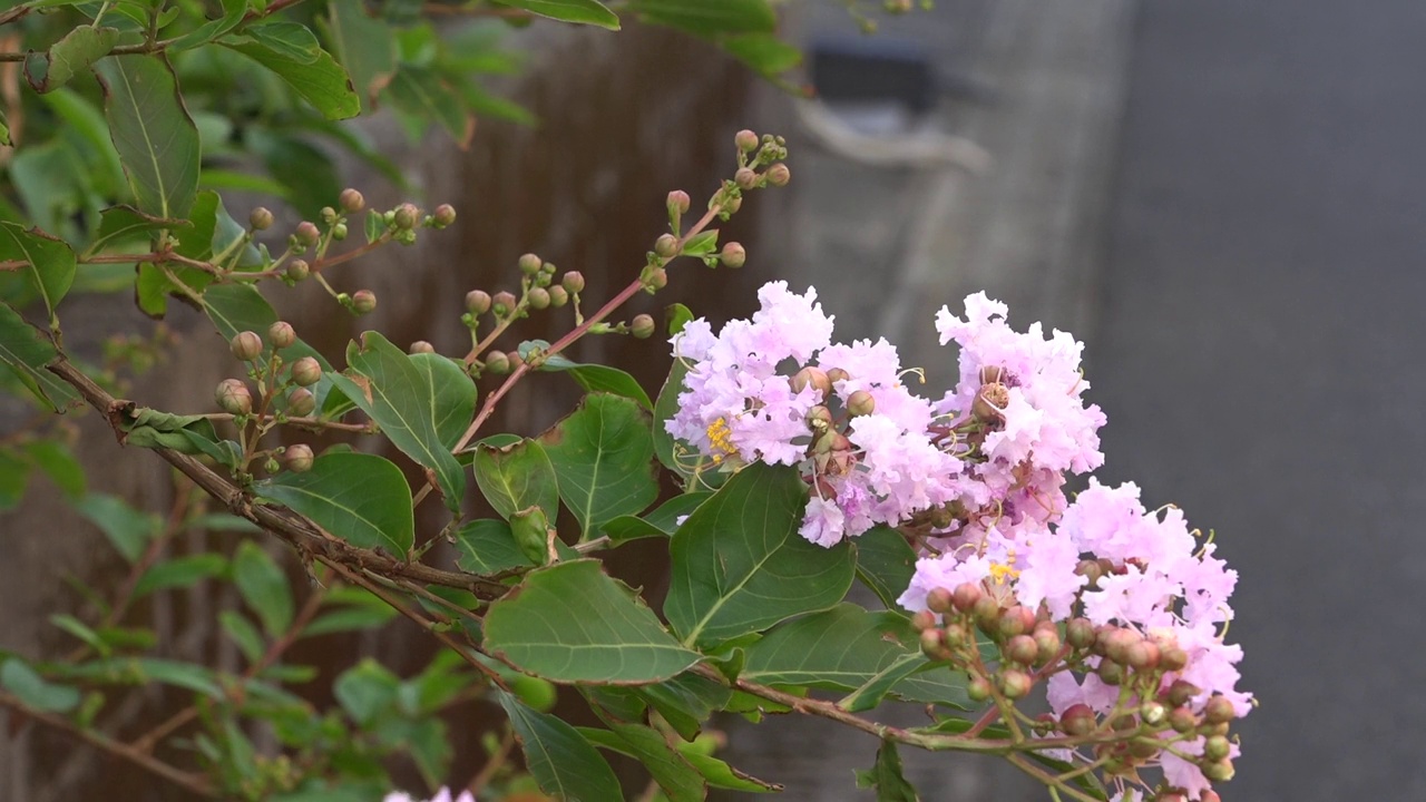 日本鹿儿岛屋久岛的花视频素材