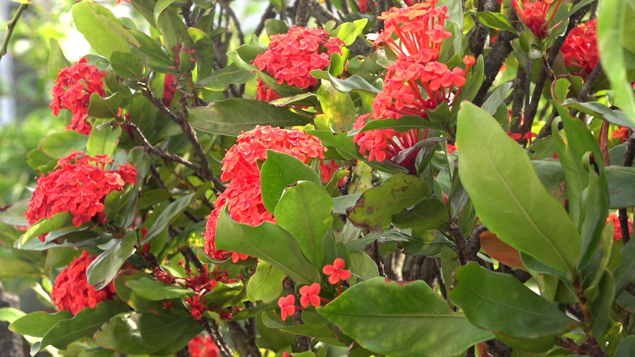 日本鹿儿岛屋久岛的花视频素材