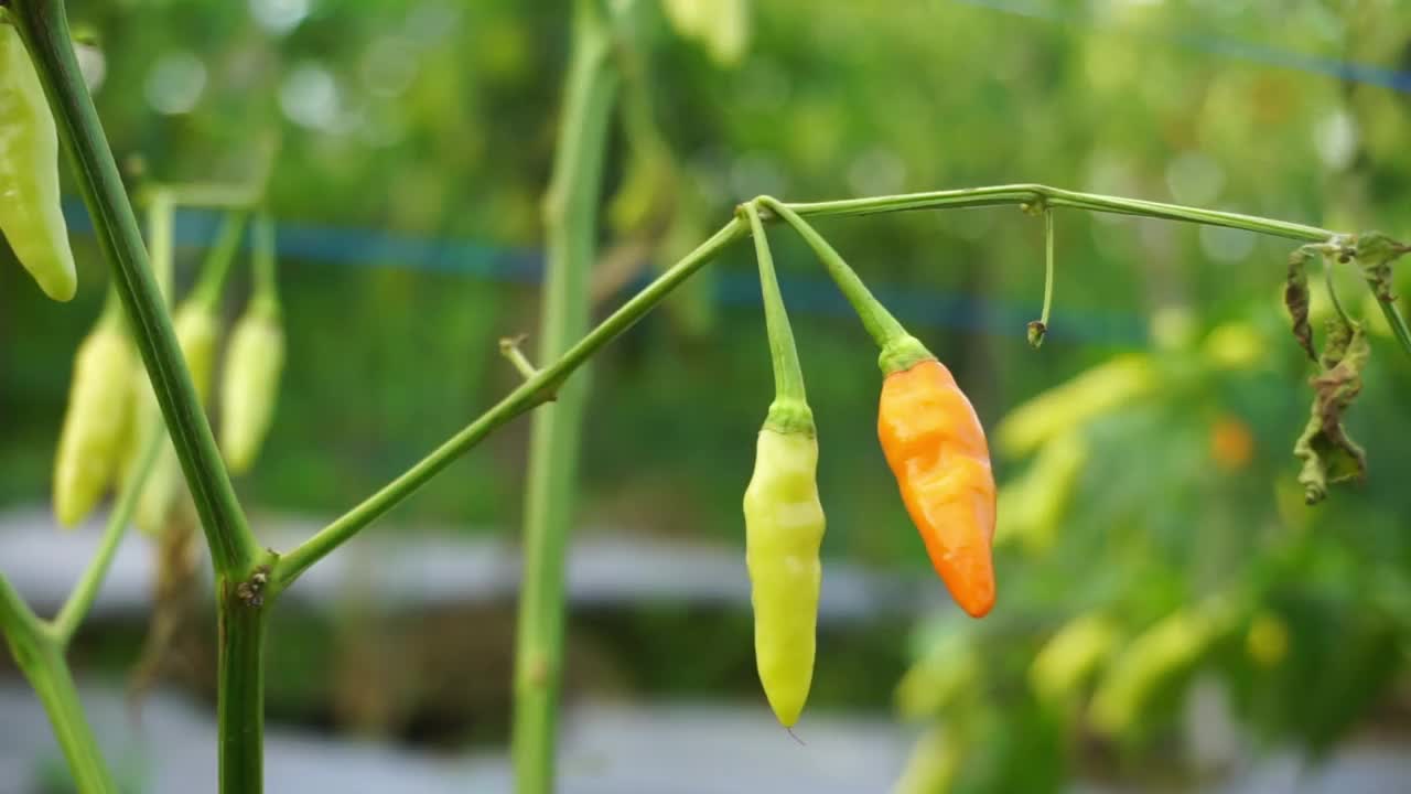 在花园里结出很重果实的辣椒的库存照片视频素材