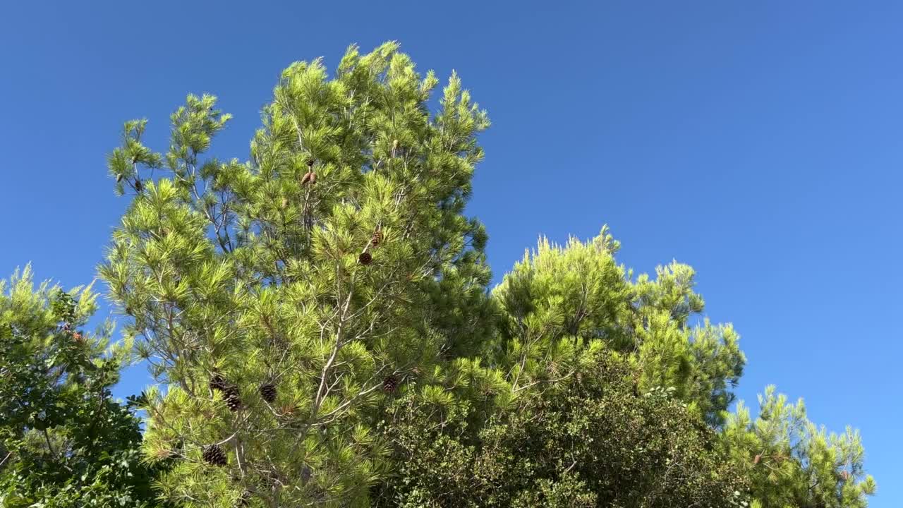 松树和蓝天。视频素材