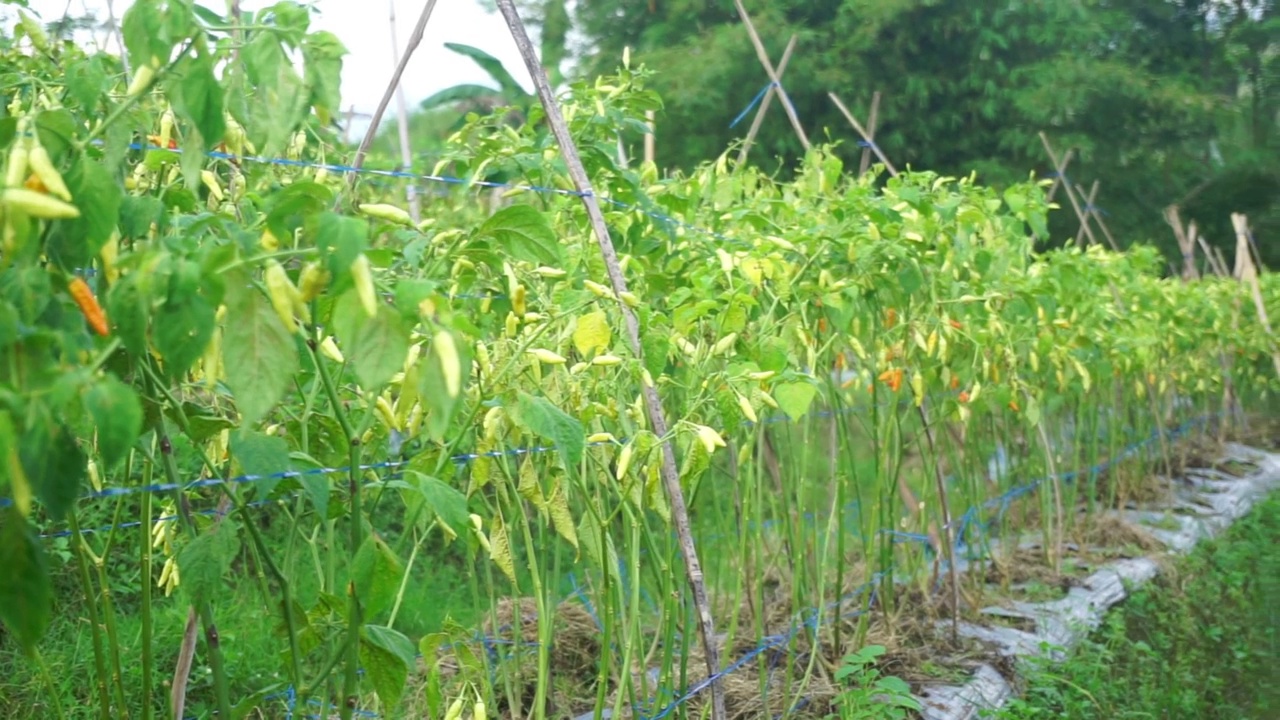 在花园里结出很重果实的辣椒的库存照片视频素材