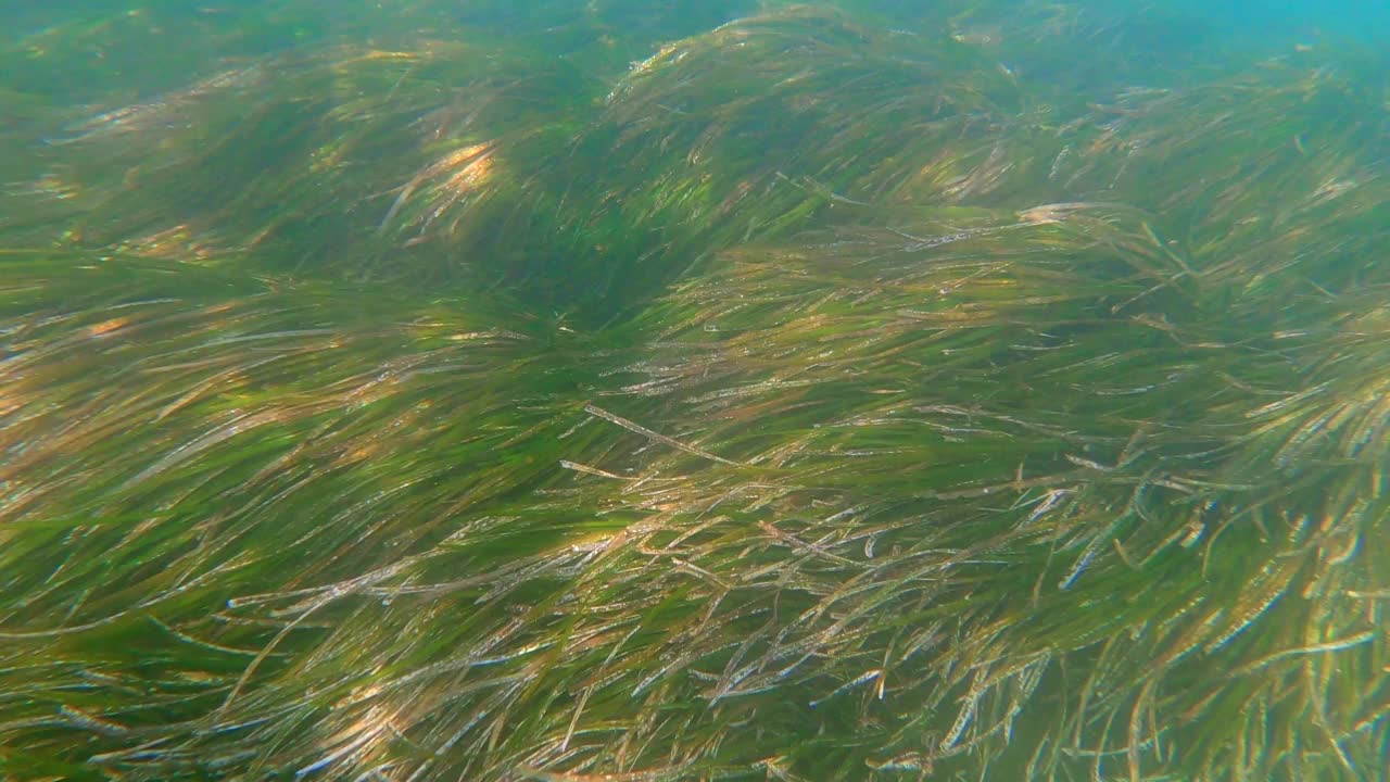 海扁藻或地中海绦虫水下草视频素材