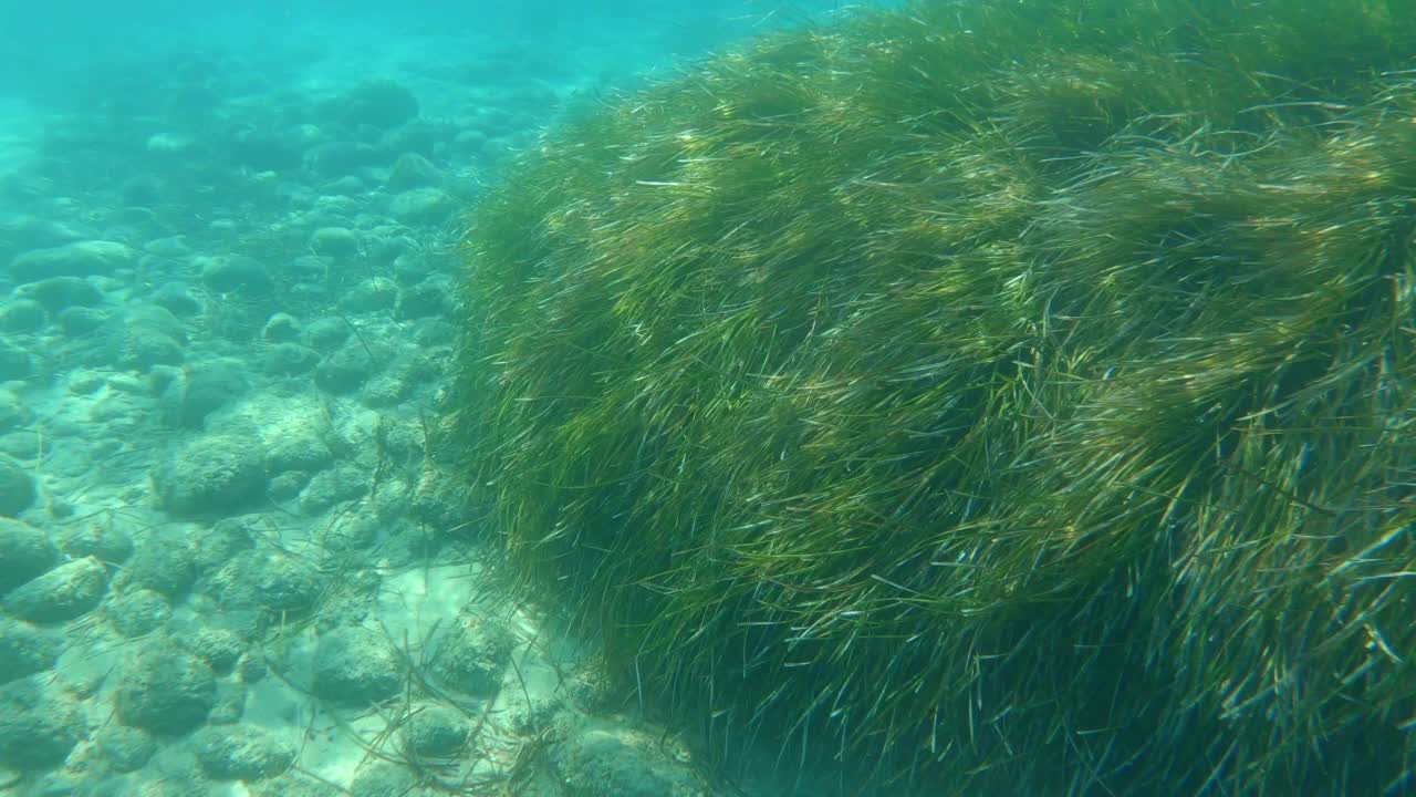 海扁藻或地中海绦虫水下草视频素材