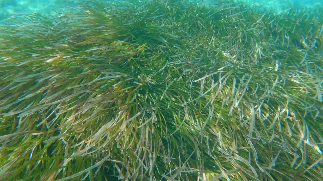 海扁藻或地中海绦虫水下草视频素材