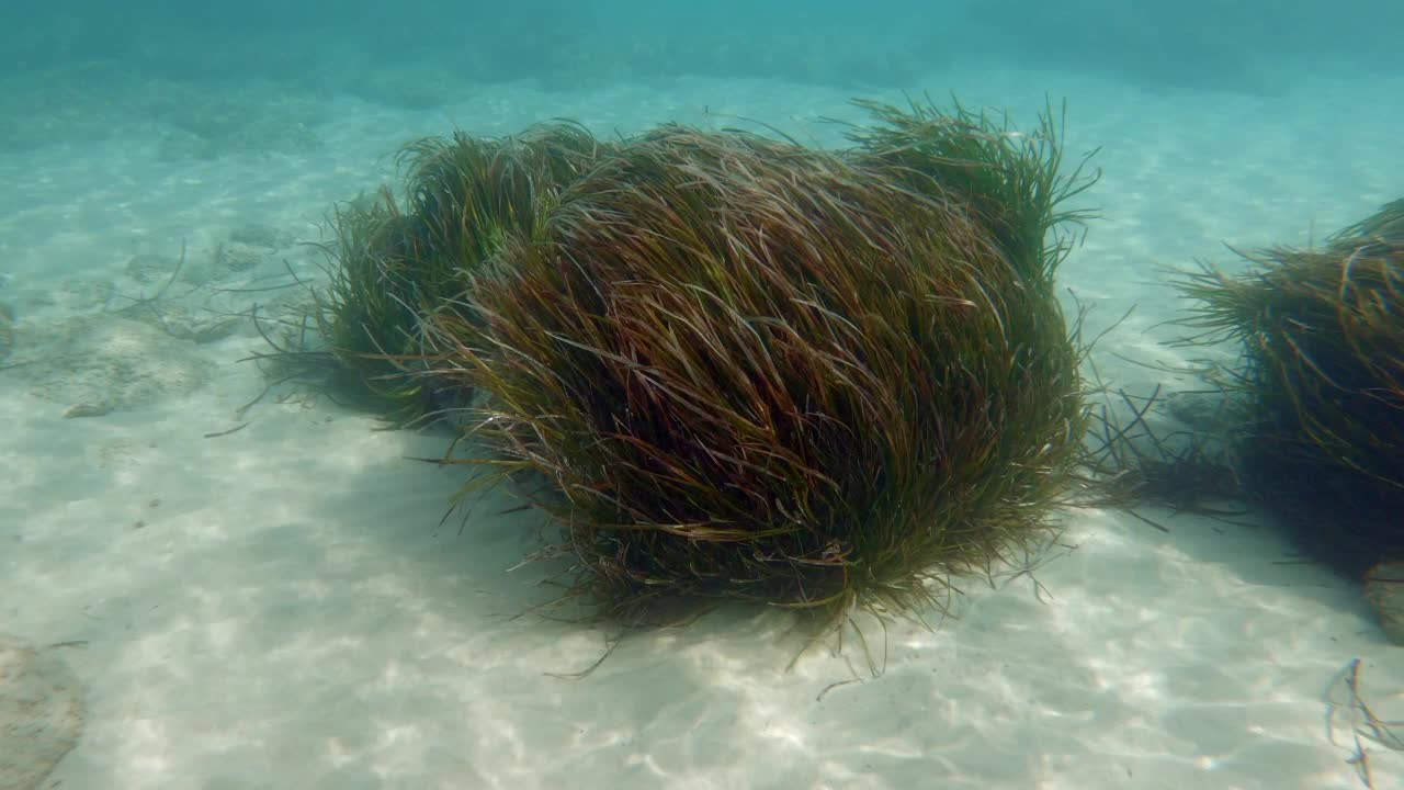 海扁藻或地中海绦虫水下草视频素材