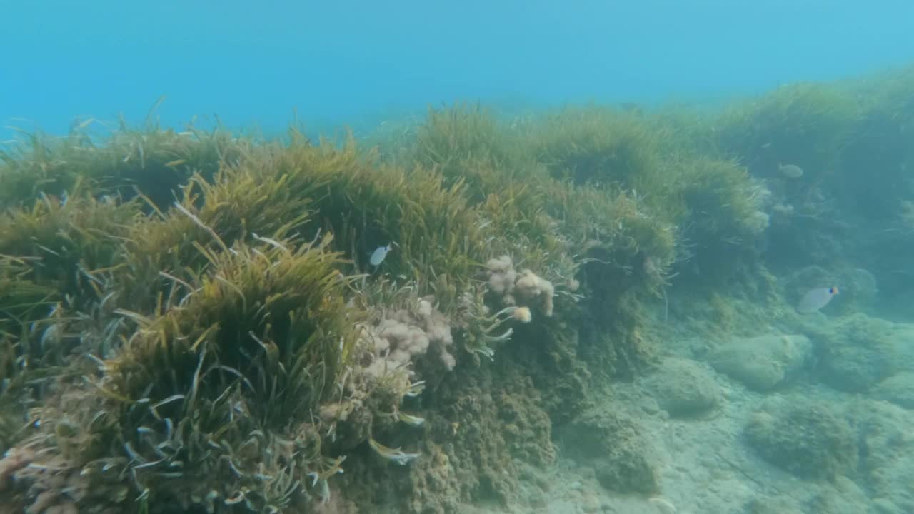 海扁藻或地中海绦虫水下草视频素材