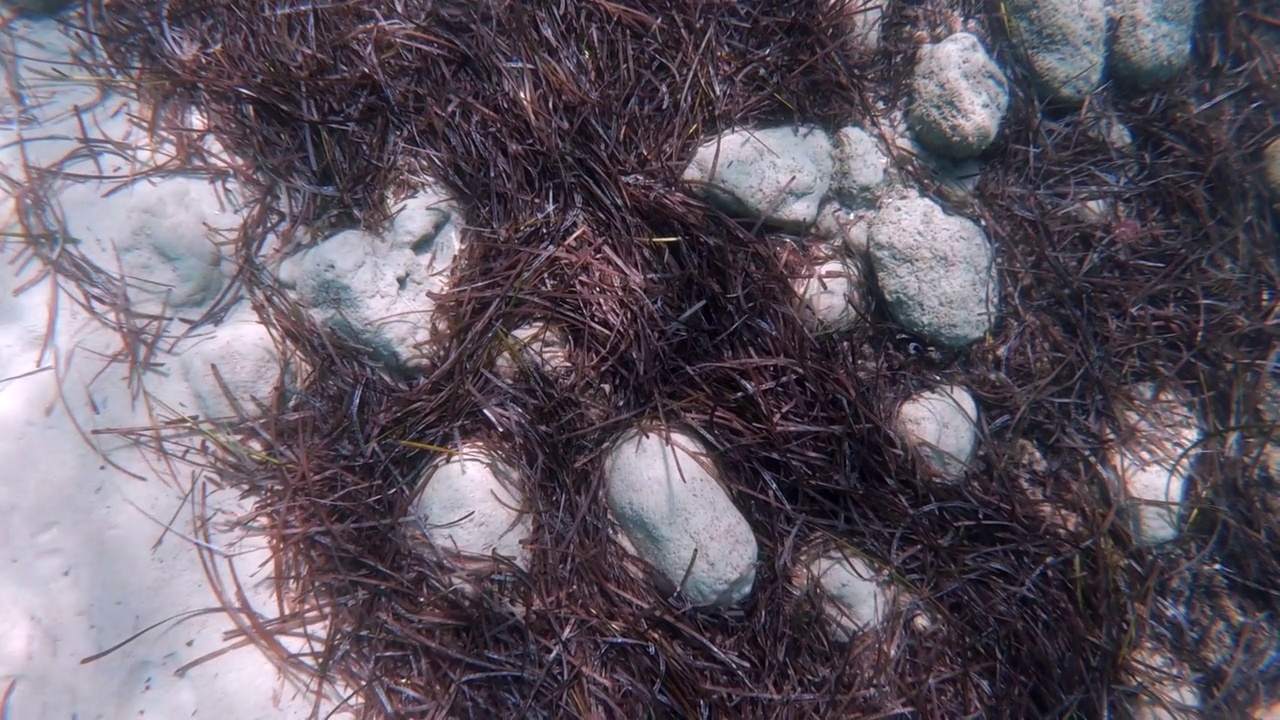 海扁藻或地中海绦虫水下草视频素材