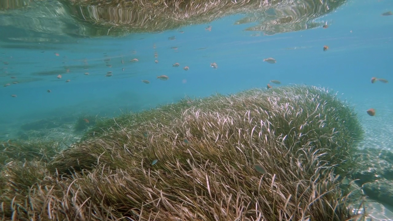 海扁藻或地中海绦虫水下草视频素材