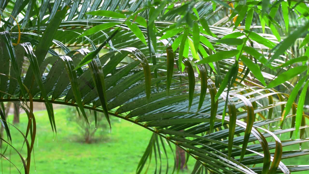 热带阵雨落在温暖潮湿的佛罗里达的绿色棕榈树上。夏天雨季的雨天。热带雨林的雨天。热带雨散景拍摄。视频素材