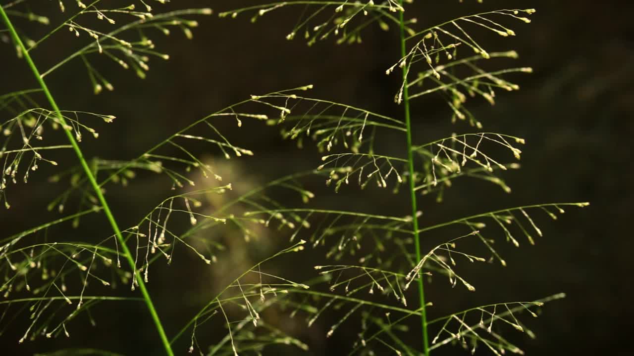 印度尼西亚植物的股票镜头被近距离拍摄视频素材