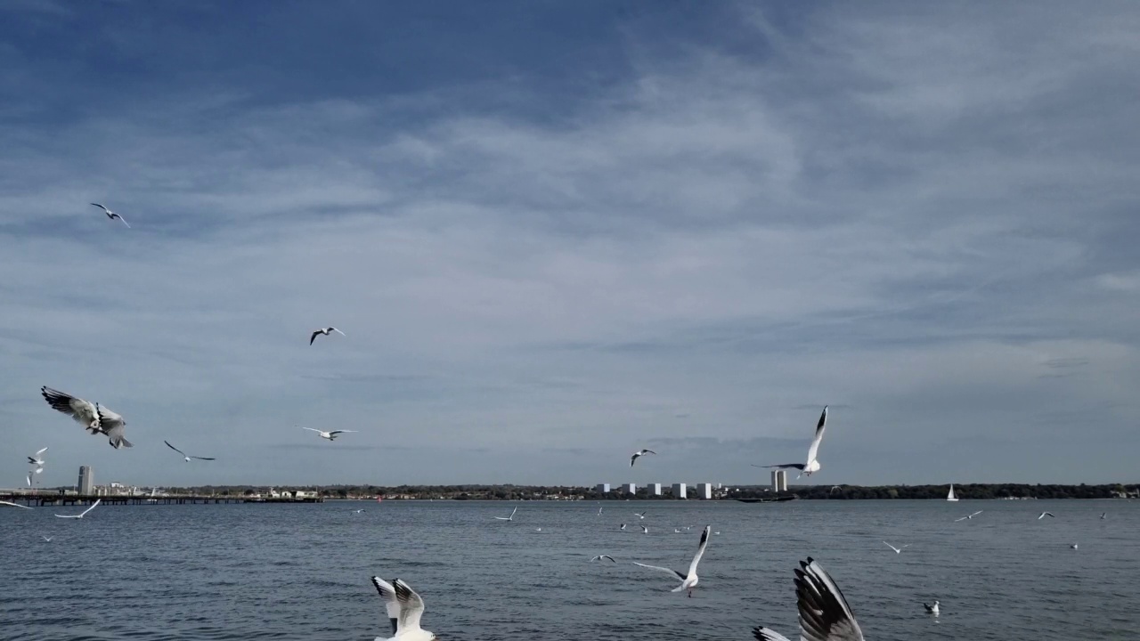 一群海鸥在海面上飞过视频素材