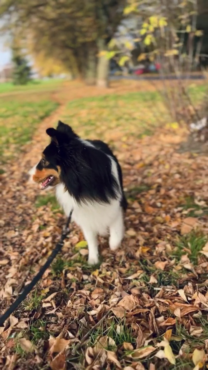 正在散步的设得兰牧羊犬视频素材