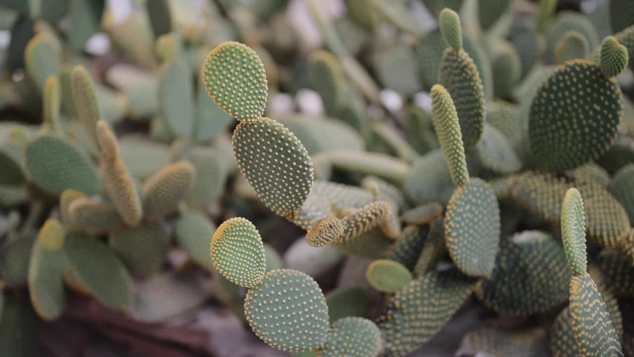 移动视频兔耳仙人掌或植物园内的Opuntia microdasys视频素材