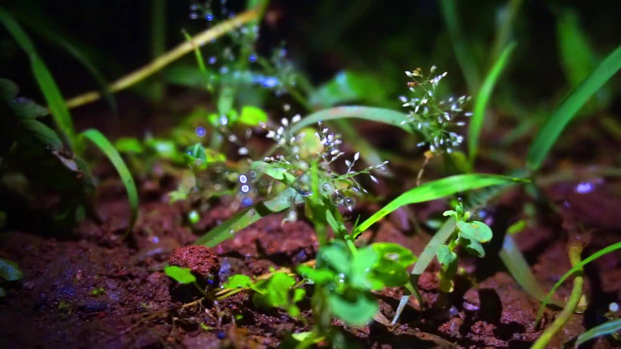 夜间新鲜植物的库存照片视频素材