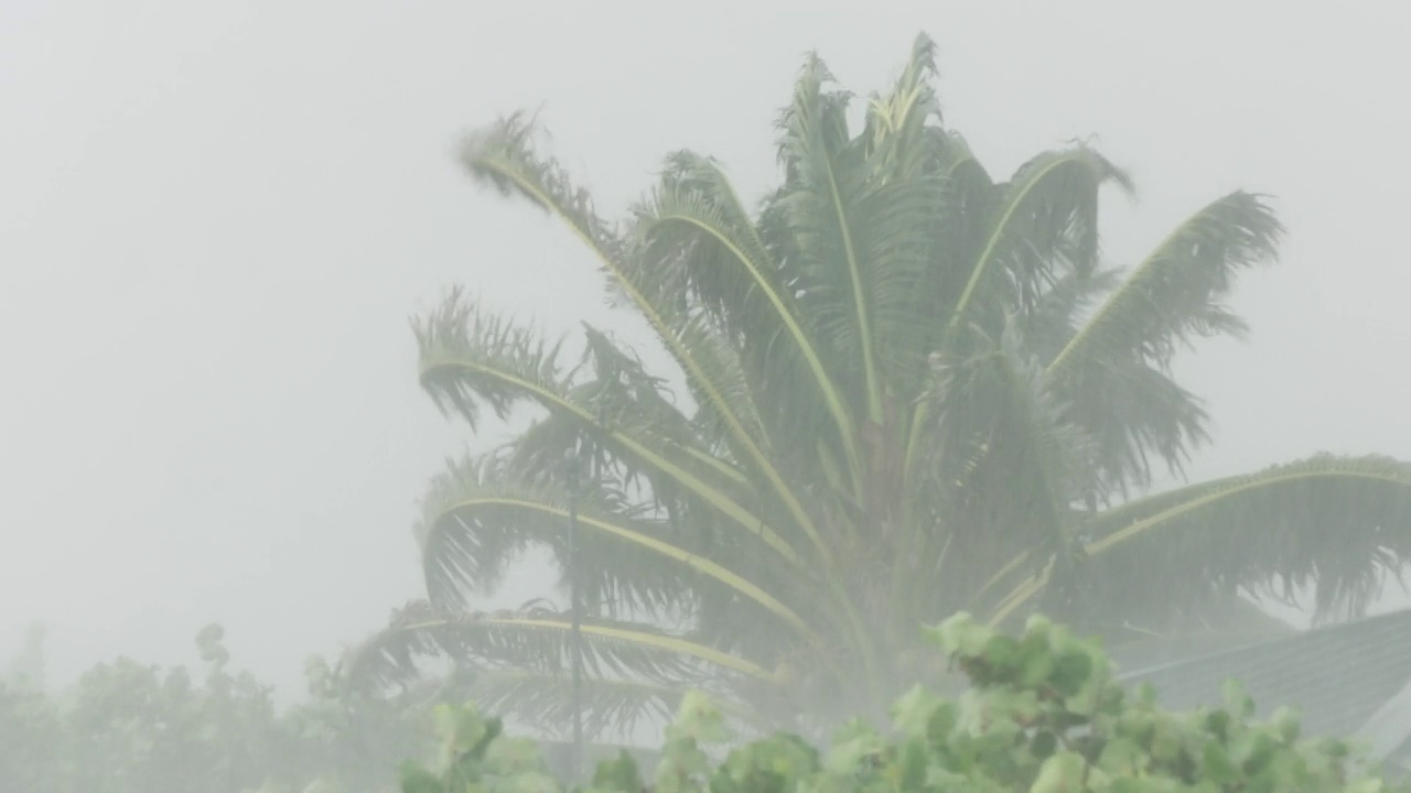 特写棕榈树，风，雨，飓风马修，佛罗里达。视频素材