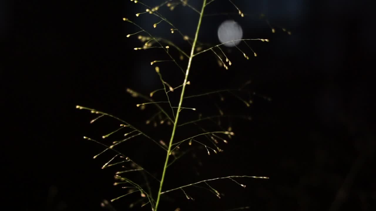 夜间新鲜植物的库存照片视频素材