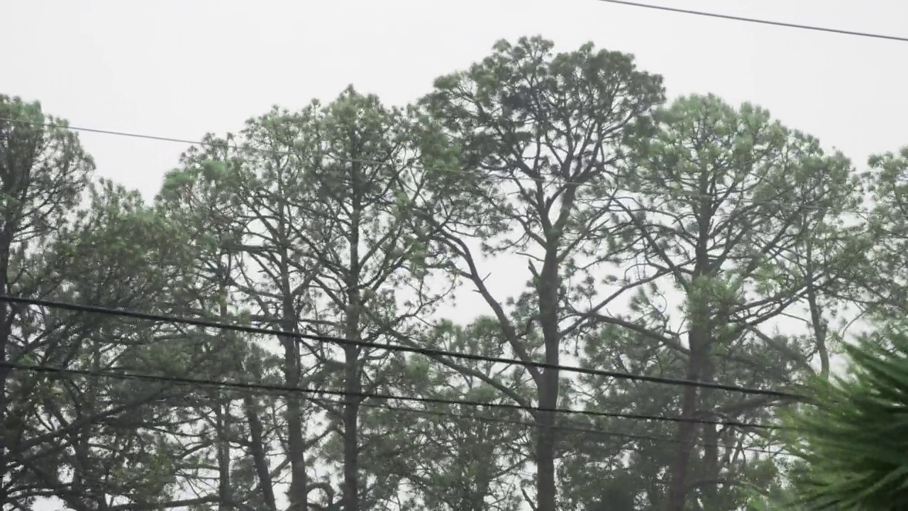 特写树木，风，雨，电线，飓风马修，佛罗里达。视频素材