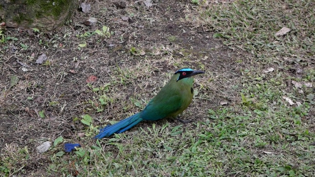 momot (Momotus aequatorialis)，草地上红绿眼睛的蓝鸟视频素材