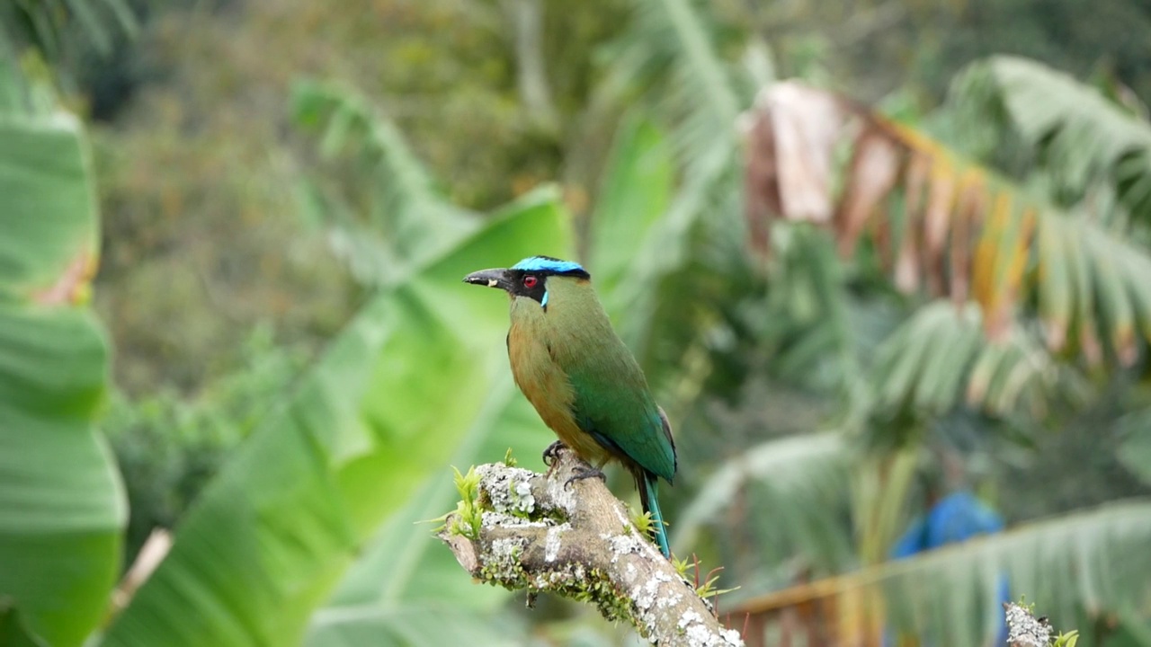 木雀(Momotus aequatorialis)，栖息在树干上的红绿眼睛的蓝鸟视频素材