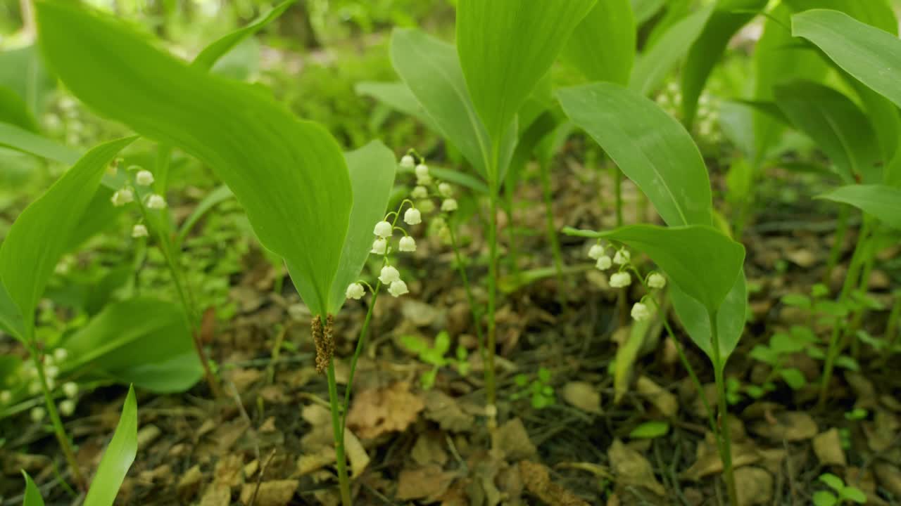 百合花在微风中摇曳。铃兰属马贾利。静态视图。视频素材