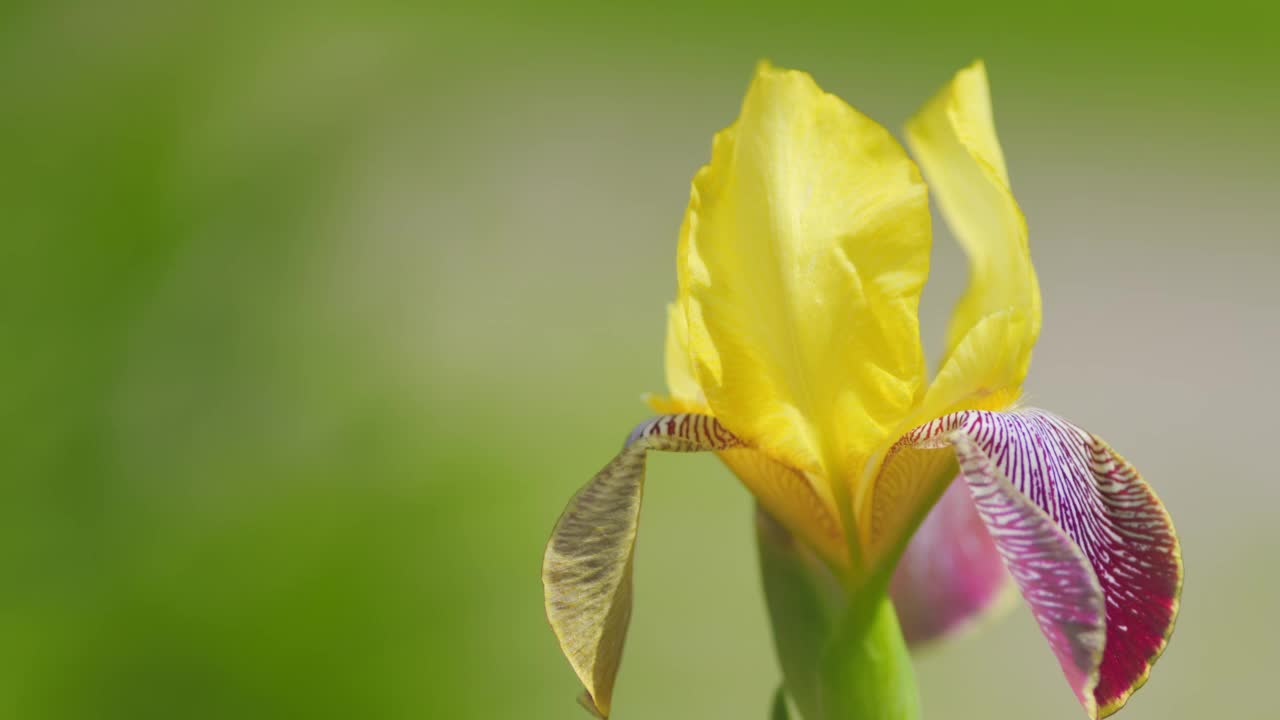 虹膜。黄色的花，紫色的花瓣在绿色模糊的背景。关闭了。视频素材