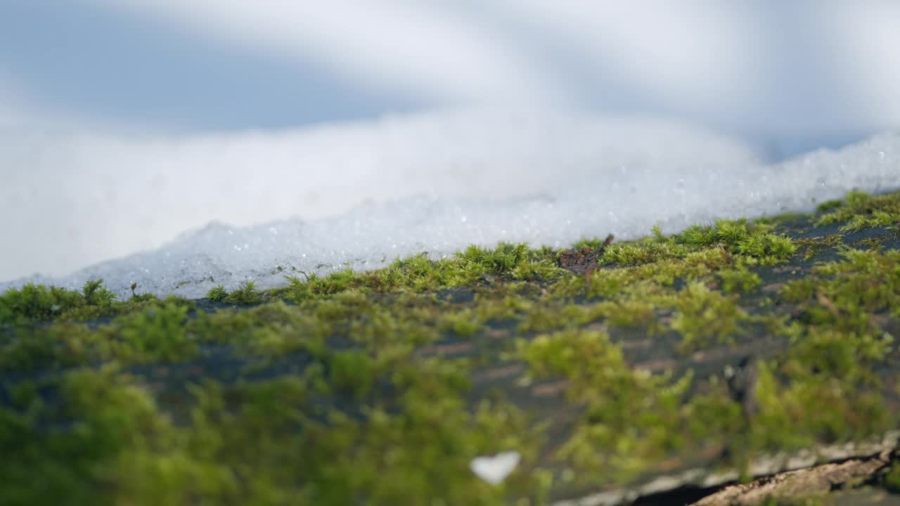 森林里的苔藓被雪覆盖。森林里的季节由冬转春。从左到右的平移镜头。视频素材